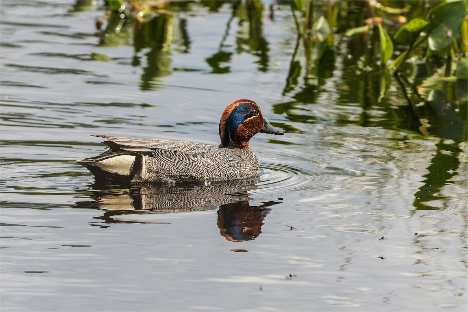 Krickente im Moorwasser  .....