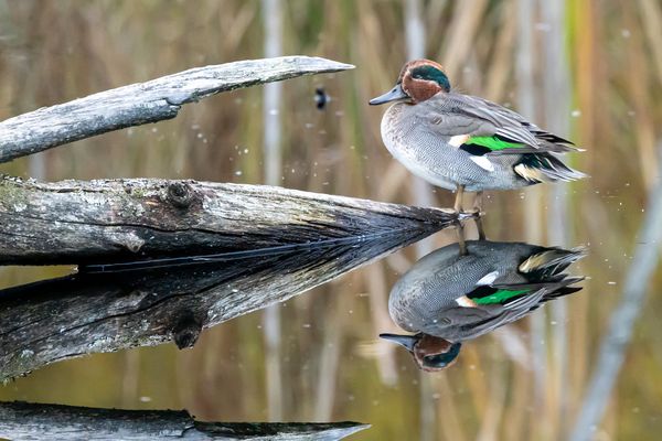 Krickente mit Spiegelbild