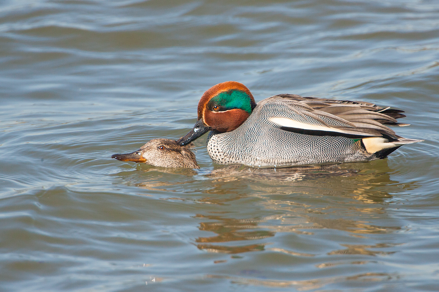 Krickenten Hochzeit Foto Bild Tiere Wildlife Wild Lebende Vogel Bilder Auf Fotocommunity