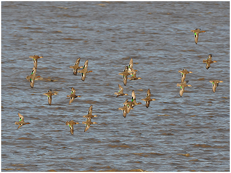 Krickenten im Formationsflug