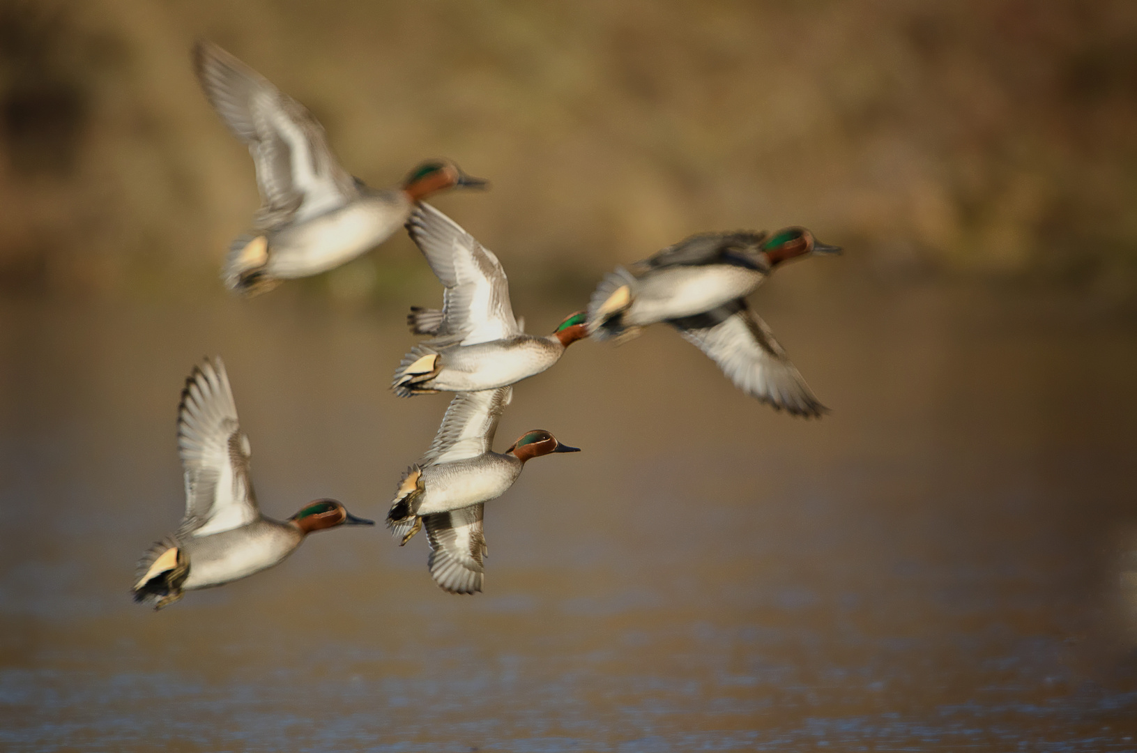 Krickenten im Formationsflug