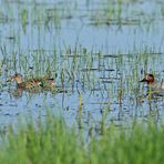 Krickenten – Paar – Schwimmen