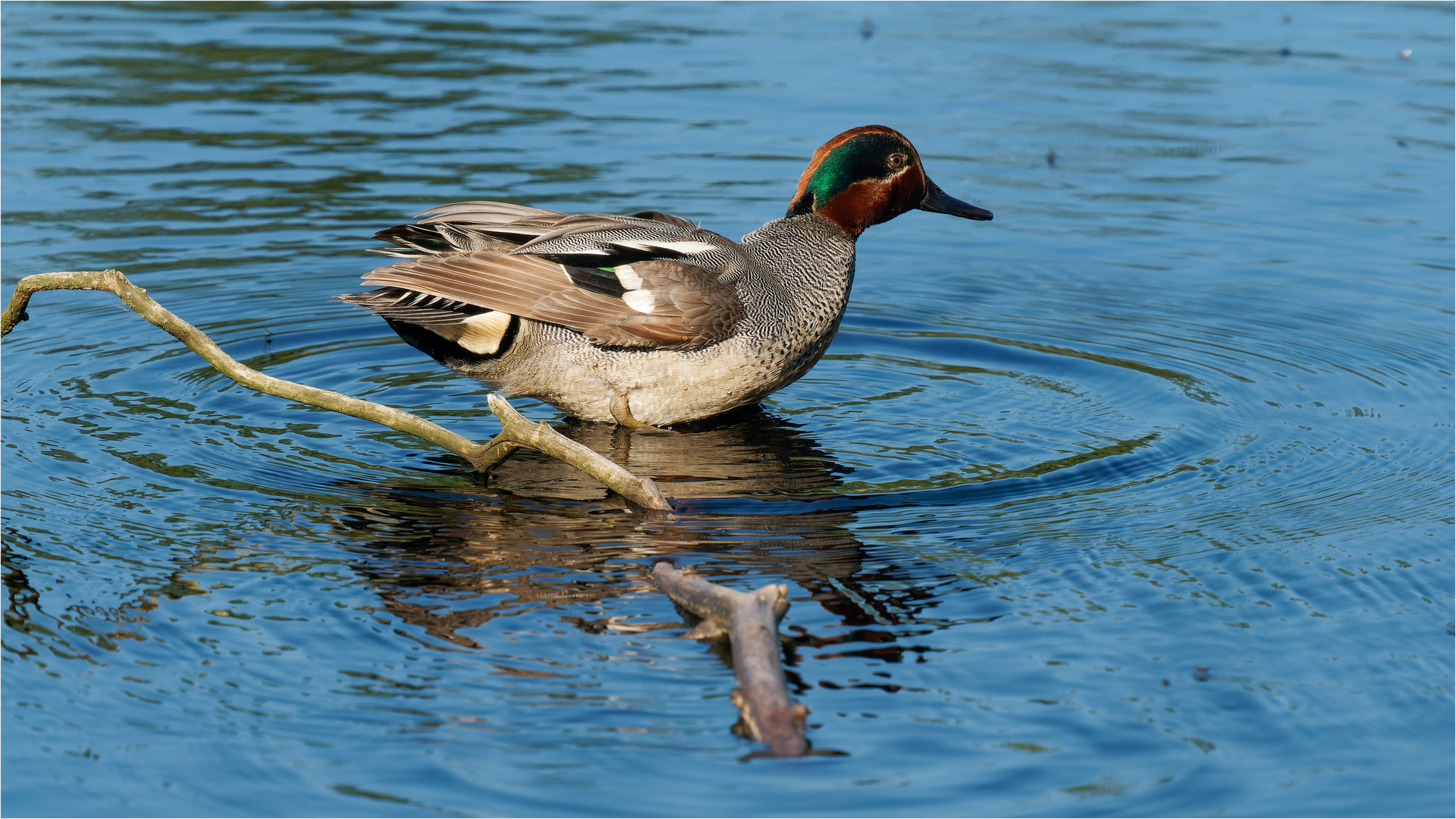 Krickenterich auf einem Ast im Moorwasser  .....