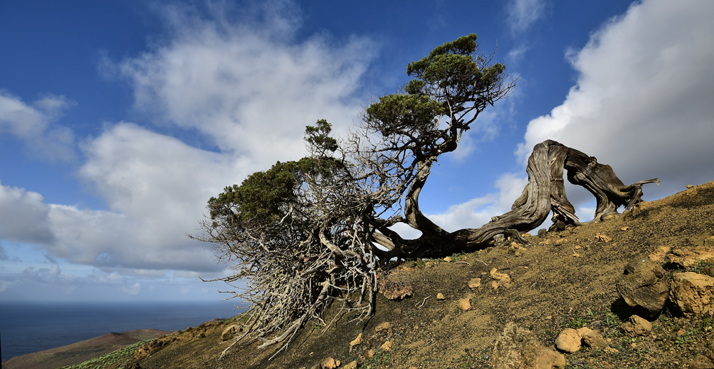 Kriechbaum auf El Hierro