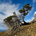 Kriechbaum auf El Hierro