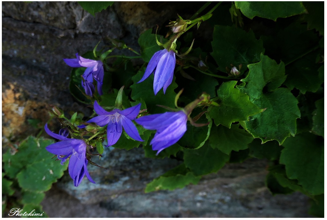 Kriechende Glockchenblume