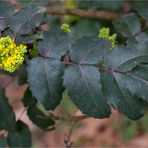 Kriechende Mahonie (Mahonia repens)