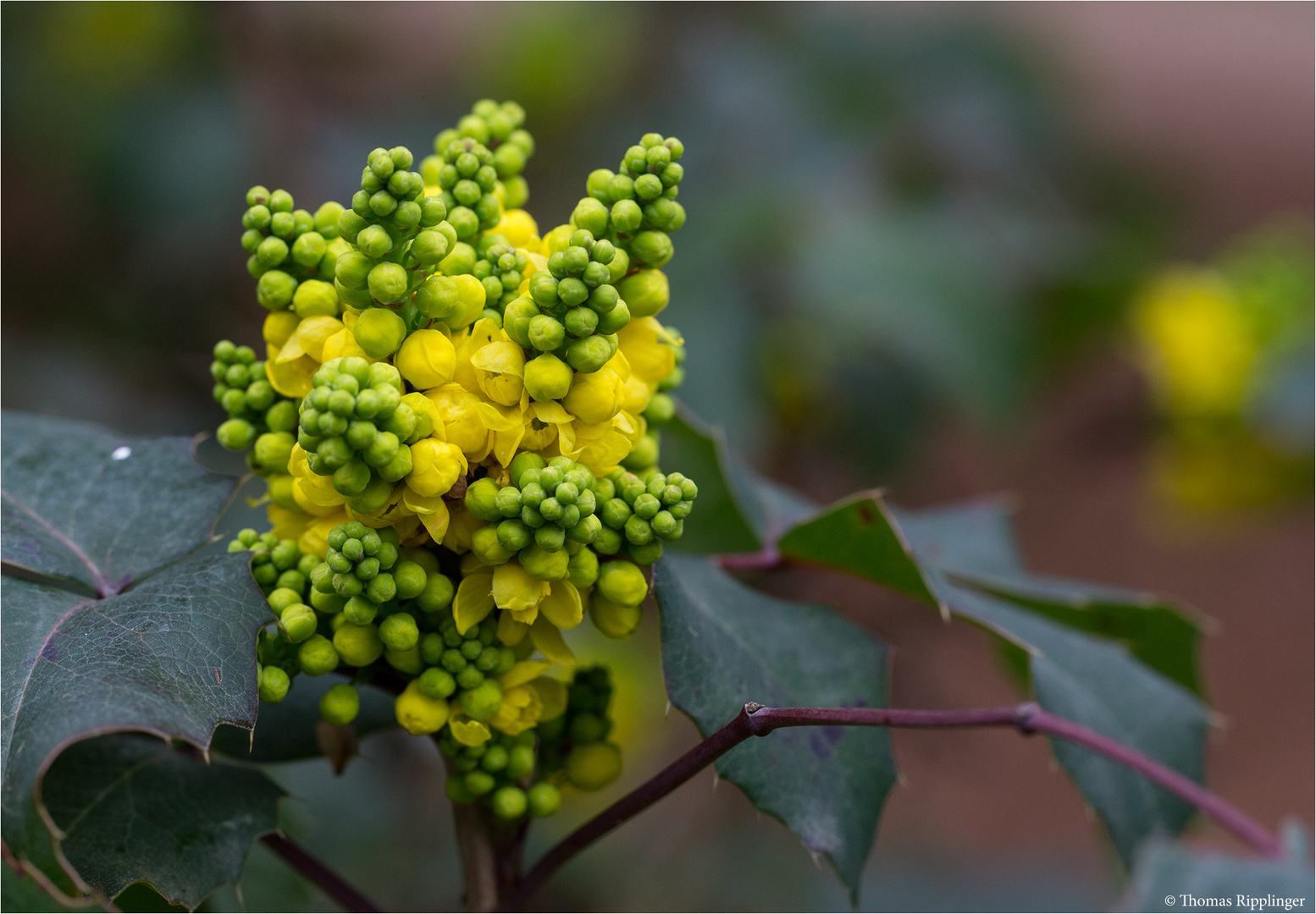 Kriechende Mahonie (Mahonia repens)..