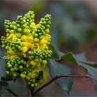 Kriechende Mahonie (Mahonia repens)..