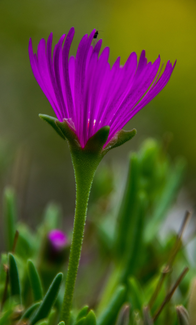 kriechende Mittagsblume 