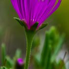 kriechende Mittagsblume 