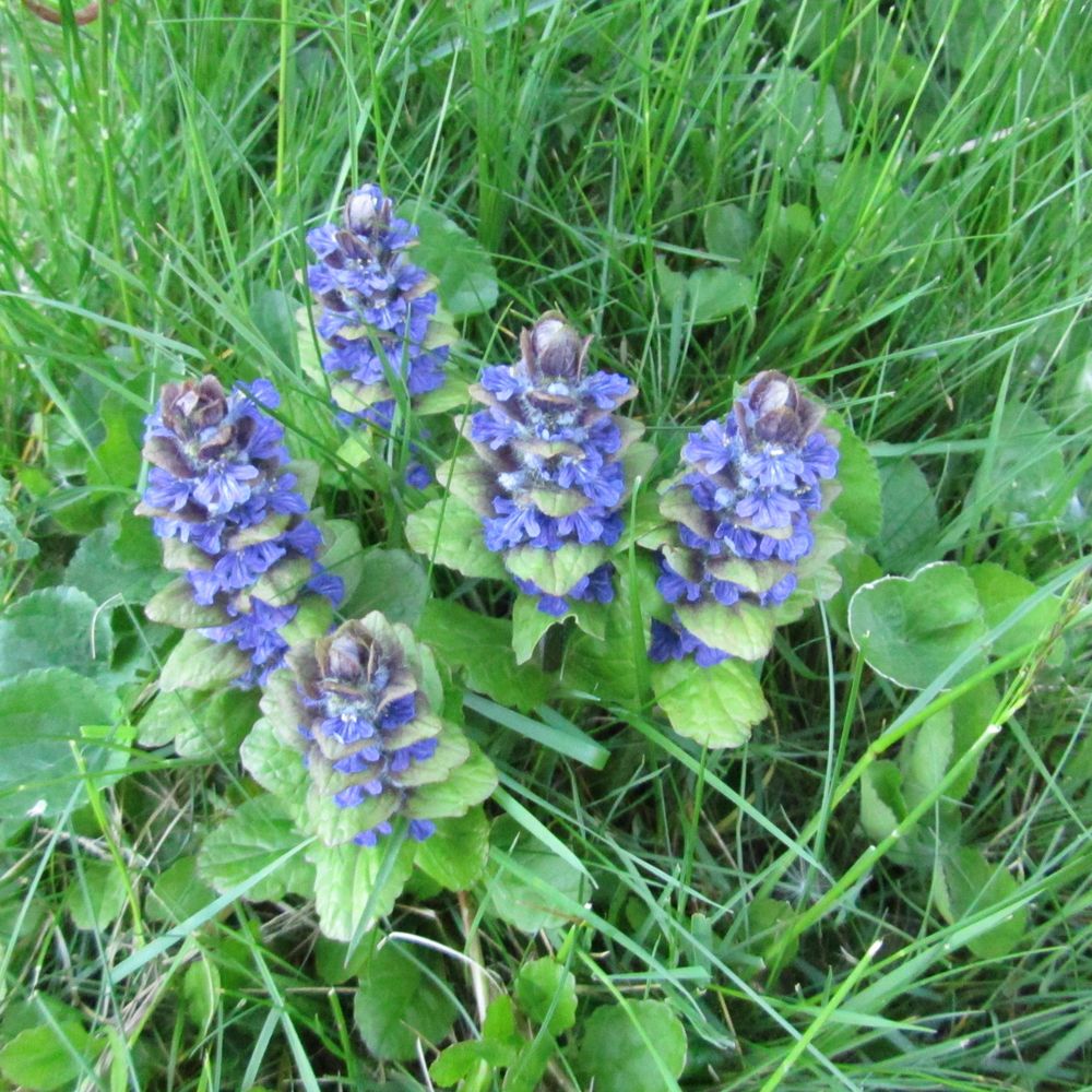 Kriechender Günsel Foto & Bild natur, pflanzen, blüten