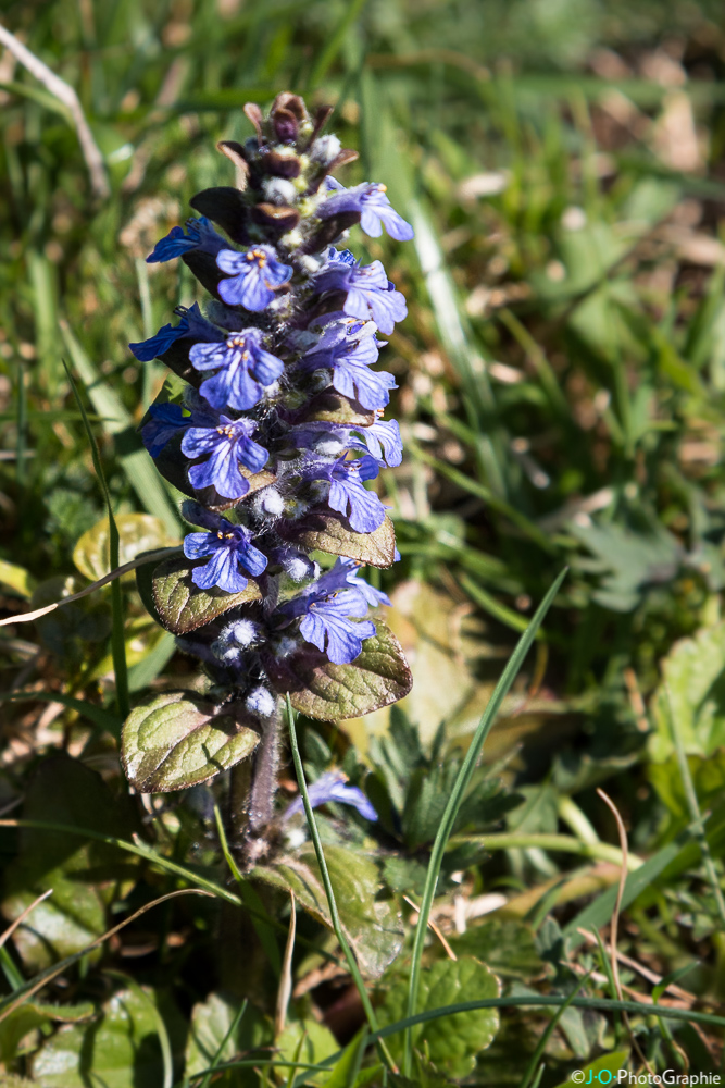 Kriechender Günsel Foto & Bild natur, frühblüher, pflanzen Bilder auf