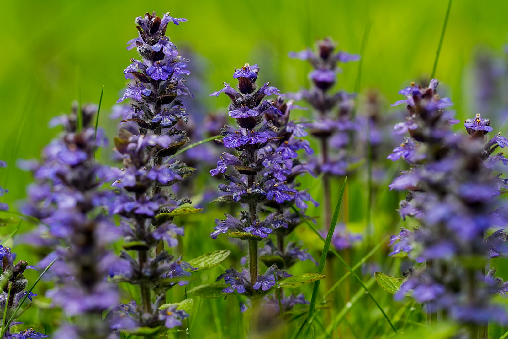 Kriechender Günsel Foto & Bild pflanzen, pilze & flechten, blüten