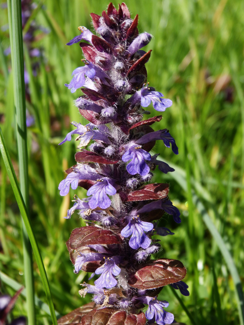 Kriechender Günsel (Ajuga reptans)