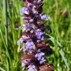 Kriechender Günsel (Ajuga reptans)