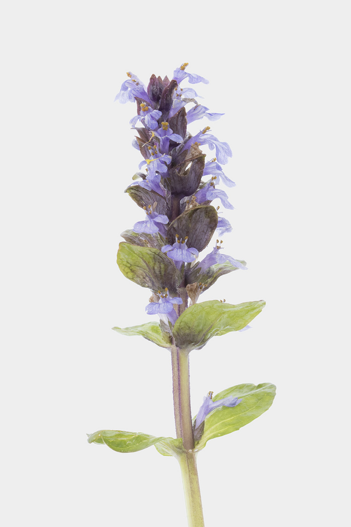 Kriechender Günsel - Ajuga reptans