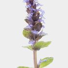 Kriechender Günsel - Ajuga reptans