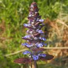 Kriechender Günsel (Ajuga reptans)