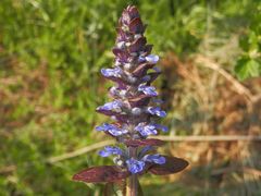 Kriechender Günsel (Ajuga reptans)