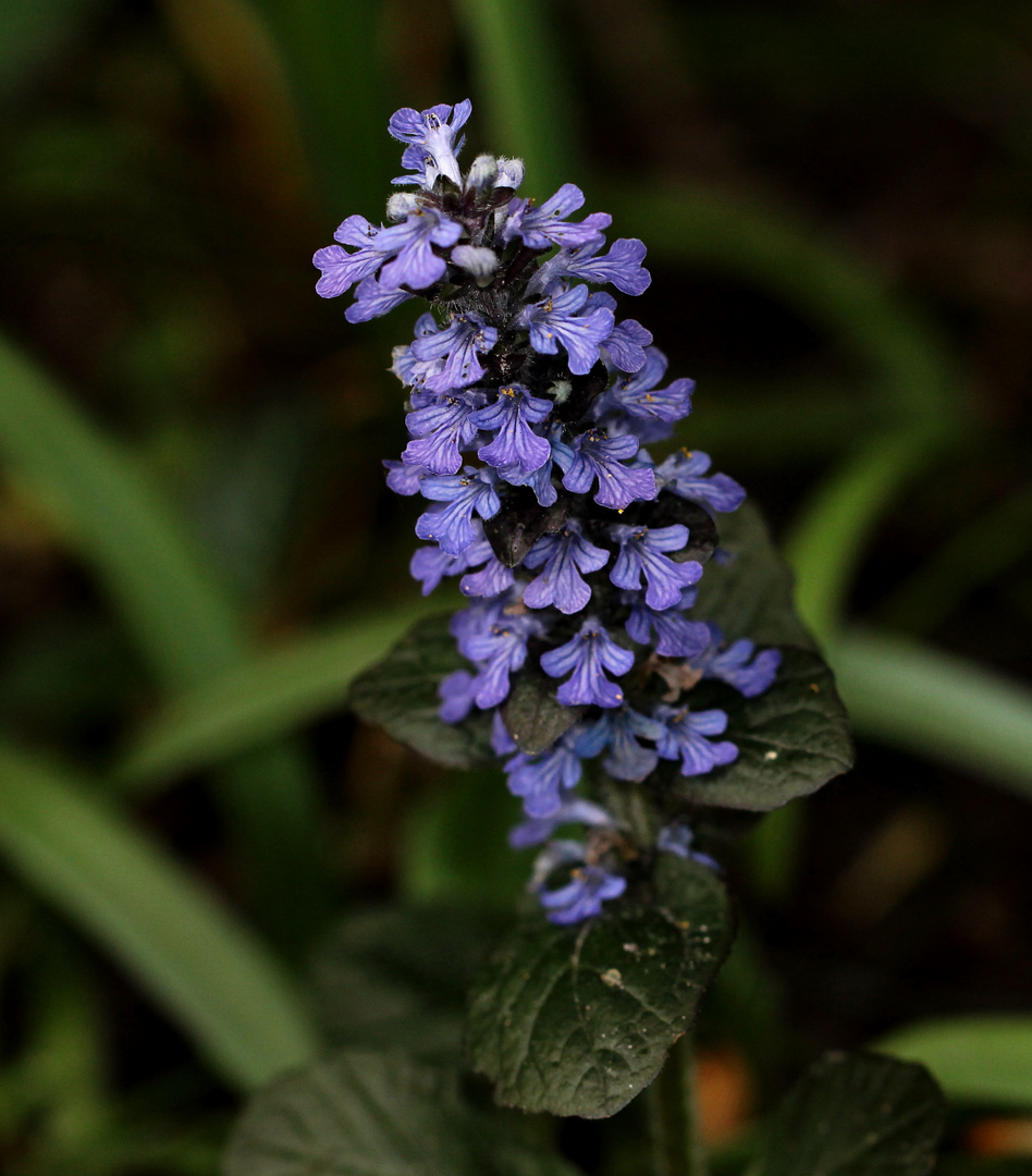 Kriechender Günsel (Ajuga reptans)