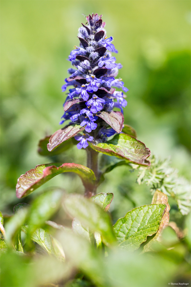 Kriechender Günsel (Ajuga reptans)....