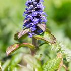 Kriechender Günsel (Ajuga reptans)....