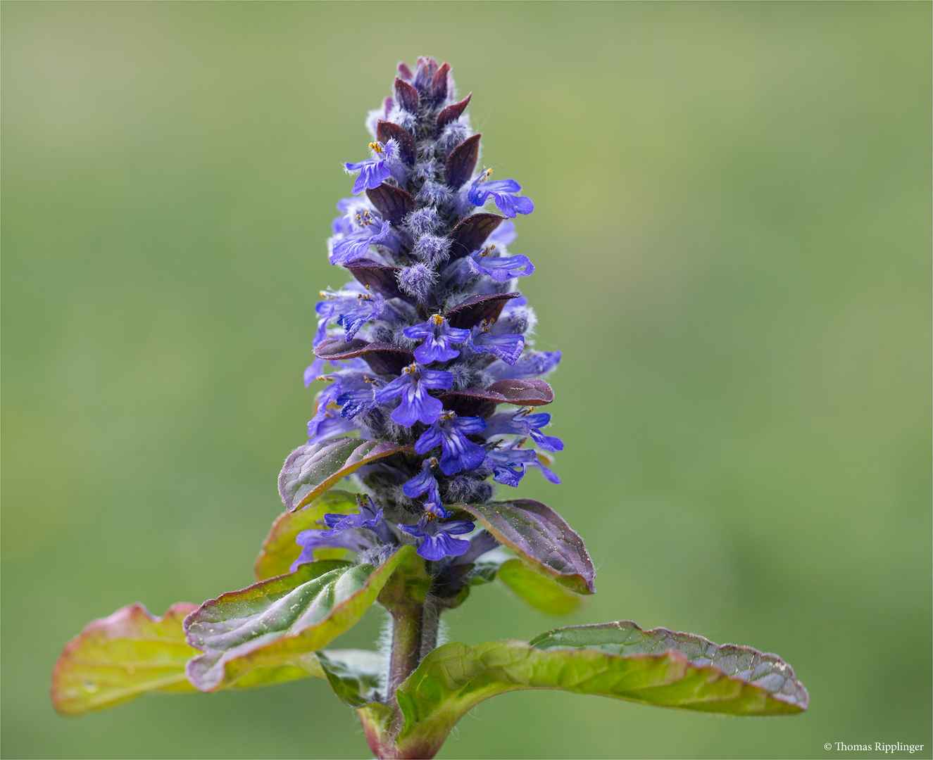 Kriechender Günsel (Ajuga reptans)......... Foto & Bild pflanzen