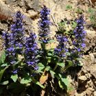 Kriechender Günsel (Ajuga reptans)