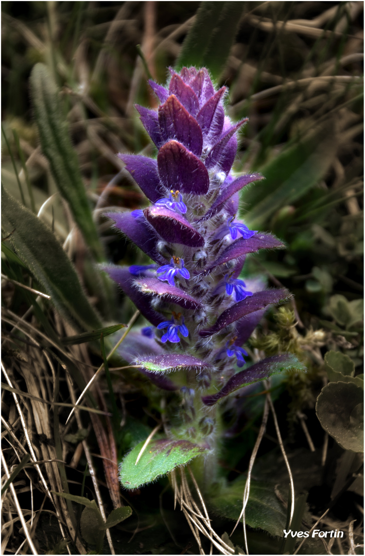 Kriechender Günsel (Ajuga reptans L.