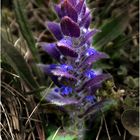 Kriechender Günsel (Ajuga reptans L.