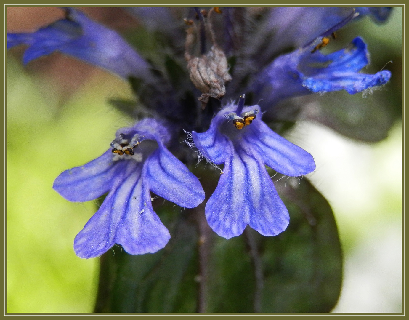 Kriechender Günzel - eine schöne blaue Blüte