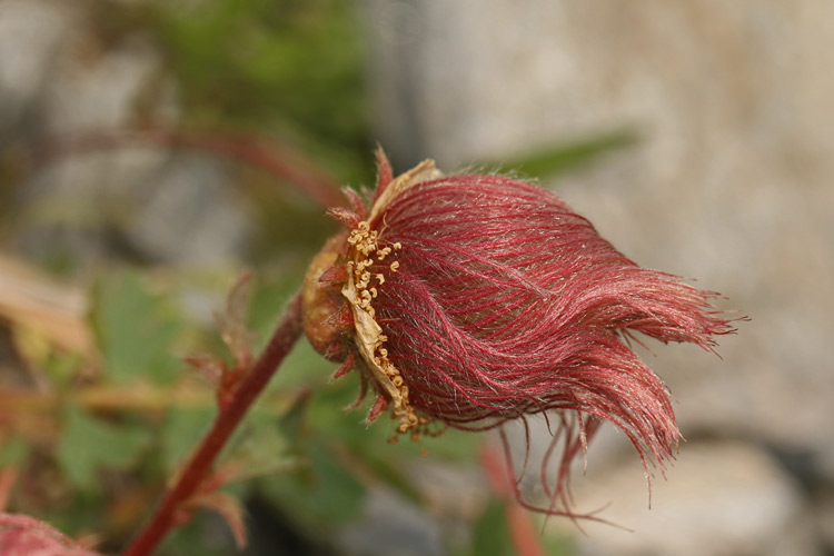 Kriechender Nelkenwurz (Geum reptans)