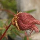 Kriechender Nelkenwurz (Geum reptans)