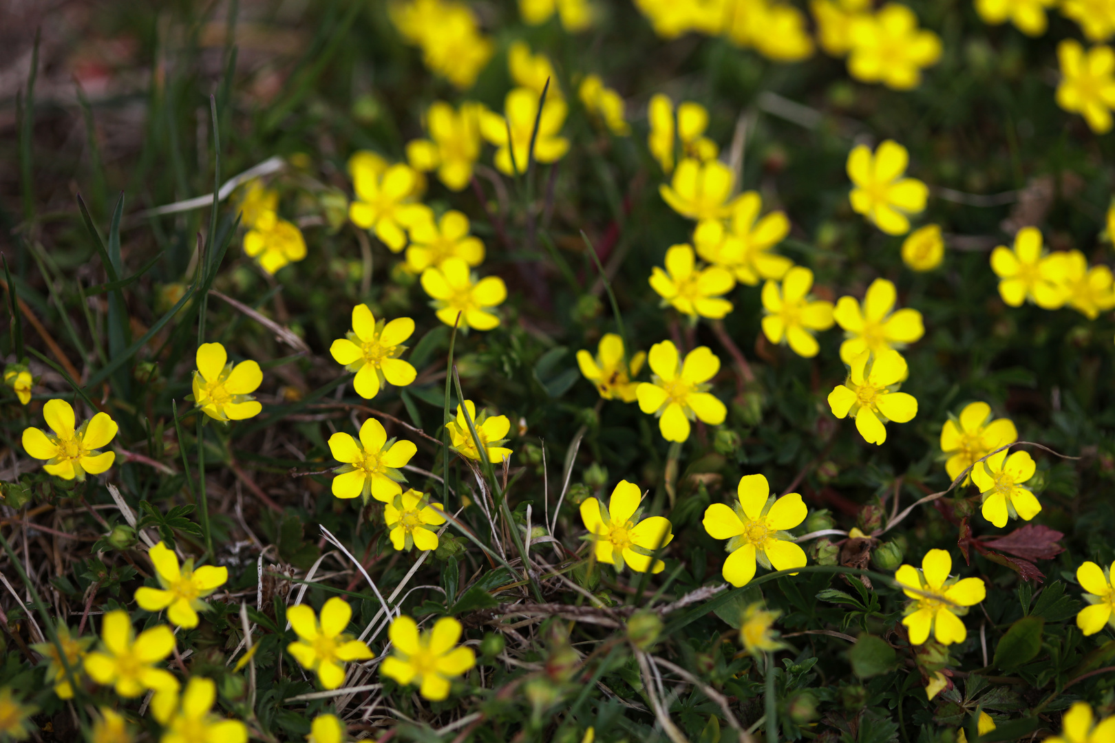 Kriechendes Fingerkraut, Potentilla reptans