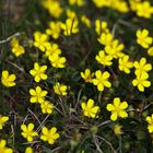 Kriechendes Fingerkraut, Potentilla reptans