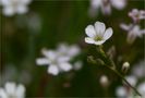 Kriechendes Gipskraut (Gypsophila repens).. von Thomas Ripplinger 