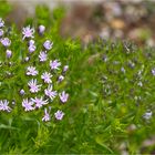 Kriechendes Gipskraut (Gypsophila repens)....