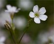 Kriechendes Gipskraut (Gypsophila repens) von Thomas Ripplinger 