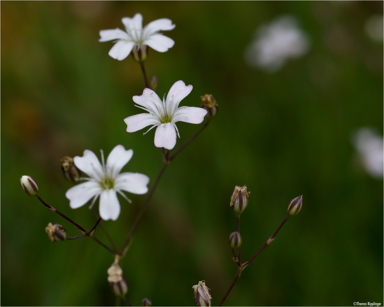 Kriechendes Gipskraut (Gypsophila repens)...