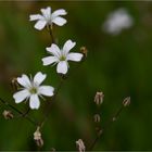 Kriechendes Gipskraut (Gypsophila repens)...