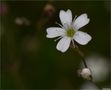 Kriechendes Gipskraut (Gypsophila repens). von Thomas Ripplinger 