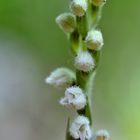 Kriechendes Netzblatt, Goodyera repens