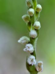 Kriechendes Netzblatt, Goodyera repens