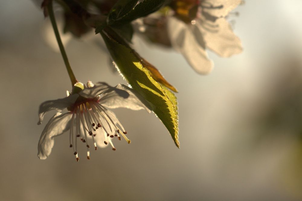 Kriecherl-Blüte by Heidrun Pötler 