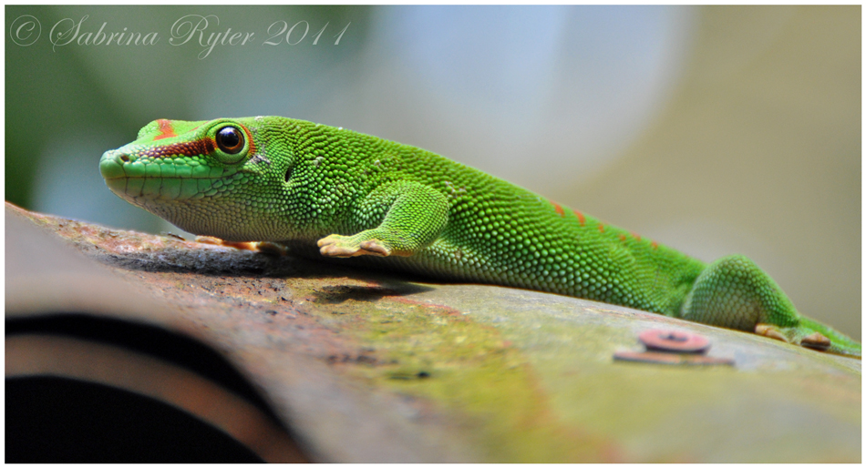Kriechtier Foto & Bild | tiere, zoo, wildpark & falknerei, amphibien