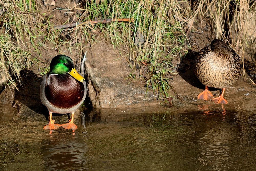 Kriegen Enten eigentlich kalte Füße ?