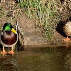 Kriegen Enten eigentlich kalte Füße ?