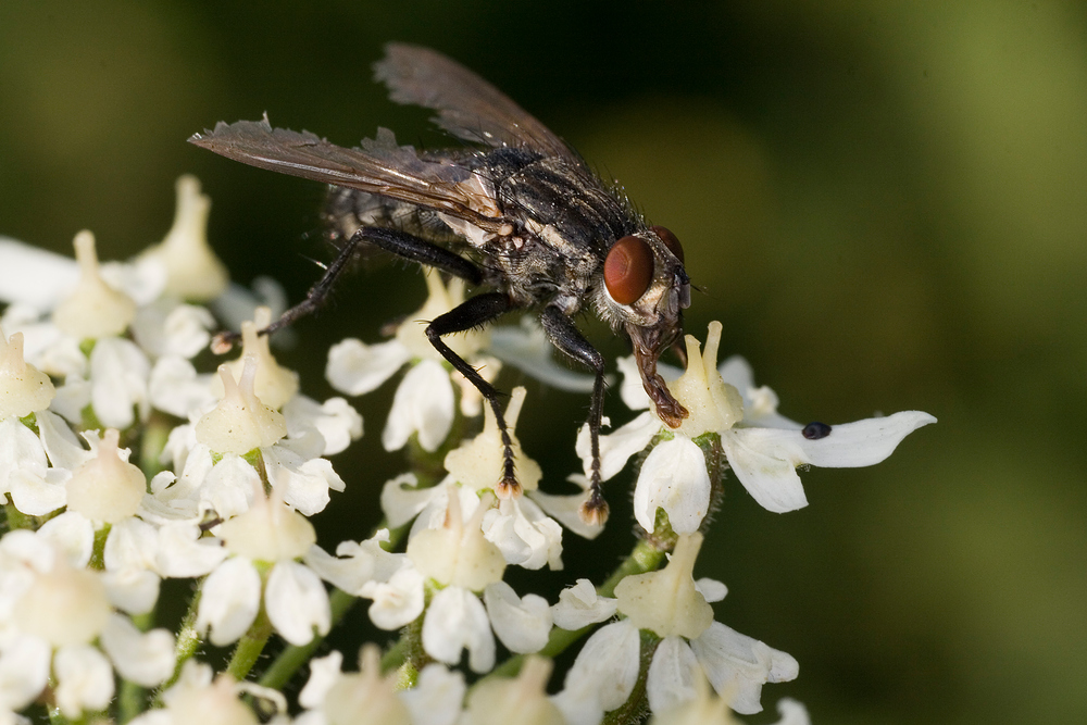 Kriegerin der Fliegen