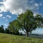 Kriens - Baumreihe auf Schattenberg